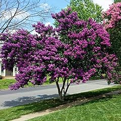 Lagerstroemia indica viola usato  Spedito ovunque in Italia 