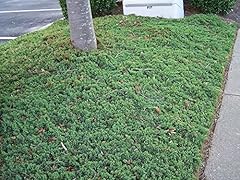 Pixies gardens plants for sale  Delivered anywhere in USA 