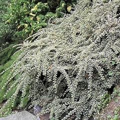 Cotoneaster horizontalis varie for sale  Delivered anywhere in USA 