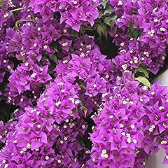 Yougarden bougainvillea purple for sale  Delivered anywhere in UK