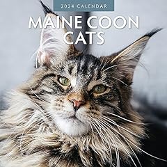 Maine coon cats for sale  Delivered anywhere in Ireland