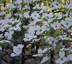 White flowering dogwood for sale  Delivered anywhere in USA 