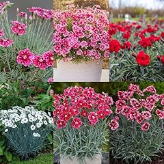 Carbeth plants alpine for sale  Delivered anywhere in UK