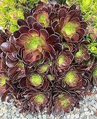 Cuttings black rose for sale  Delivered anywhere in USA 