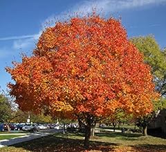 Sugar maple shade for sale Sugar maple shade for sale  Delivered anywhere in USA