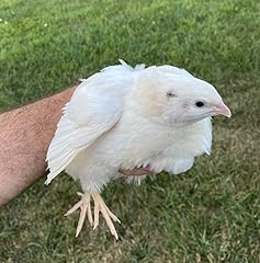 Jumbo white quail for sale  Delivered anywhere in USA 