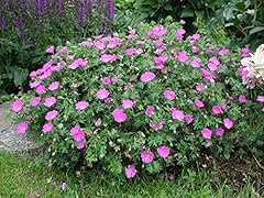Geranium sanguineum max gebraucht kaufen  Wird an jeden Ort in Deutschland