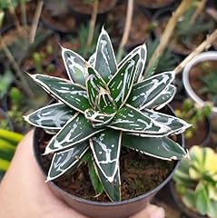 Agave regina vittoria usato  Spedito ovunque in Italia 