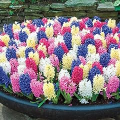 Breck giant hyacinth for sale  Delivered anywhere in USA 