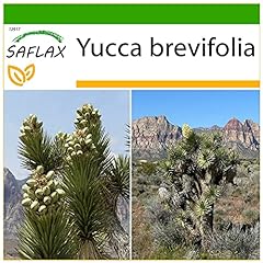 SAFLAX - Albero di Giosuè - 10 semi - Con substrato - Yucca brevifolia usato  Spedito ovunque in Italia 