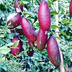 Grafted finger lime for sale  Delivered anywhere in USA 