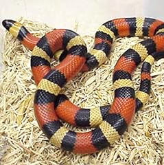 Milk snake care for sale  Delivered anywhere in UK
