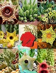 Usato, 5 Semi Huernia Mix, Varietà Stapelia Succulente Esotico Rare Seed pianta del cactus usato  Spedito ovunque in Italia 