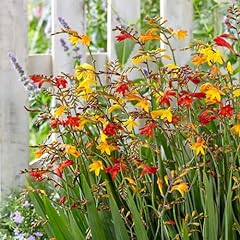 Crocosmia bulbs mixed for sale  Delivered anywhere in USA 
