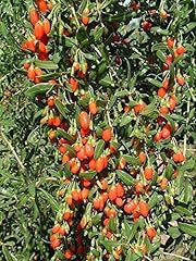 Goji berry lycium for sale  Delivered anywhere in USA 