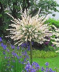 Salix hakuro nishiki gebraucht kaufen  Wird an jeden Ort in Deutschland