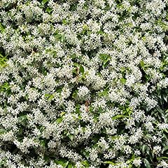 Yougarden trachelospermum star for sale  Delivered anywhere in Ireland