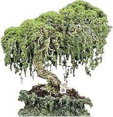 Australian willow bonsai for sale  Delivered anywhere in USA 