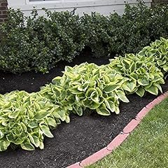 Amazing deal hosta for sale  Delivered anywhere in USA 