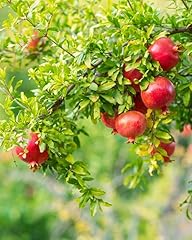 Pomegranate wonderful trees for sale  Delivered anywhere in USA 