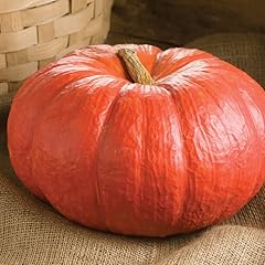 Zucca rouge vif usato  Spedito ovunque in Italia 