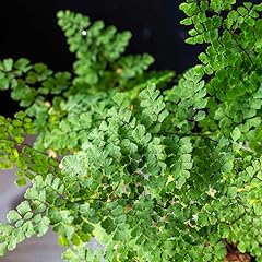 Maidenhair fern plant for sale  Delivered anywhere in USA 