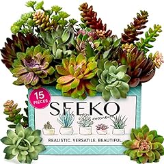 Seeko succulents plants for sale  Delivered anywhere in USA 