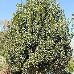 Bay laurel seeds for sale  Delivered anywhere in USA 