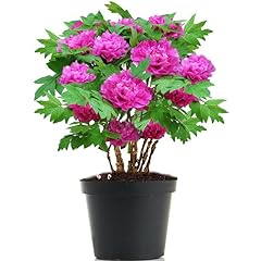 Kansas peony live for sale  Delivered anywhere in USA 