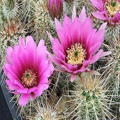 Echinocereus flower seeds for sale  Delivered anywhere in UK
