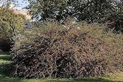 200 cotoneaster horizontalis for sale  Delivered anywhere in USA 