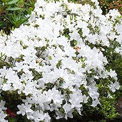 Azalea japonica plant for sale  Delivered anywhere in UK