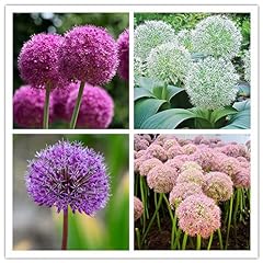 Allium bulbs easy for sale  Delivered anywhere in Ireland