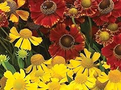 Helenium red gold for sale  Delivered anywhere in UK