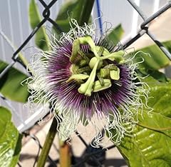 Passiflora frederick edible for sale  Delivered anywhere in USA 