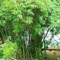 Graceful bamboo seeds for sale  Delivered anywhere in USA 
