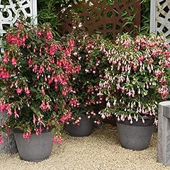 Hardy shrub fuchsia for sale  Delivered anywhere in UK