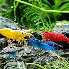 💧 CU Aquatics™ 10 x Mix Live Shrimp - Red | Blue | for sale  Delivered anywhere in UK