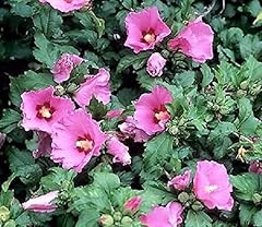 Aphrodite hibiscus rose for sale  Delivered anywhere in USA 