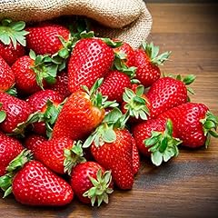 Garden everbearer strawberry for sale  Delivered anywhere in UK
