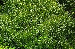 Aqua plants riccia usato  Spedito ovunque in Italia 