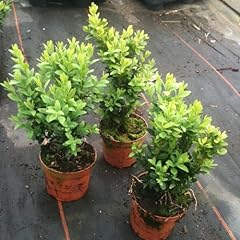 Pack buxus sempervirens for sale  Delivered anywhere in UK