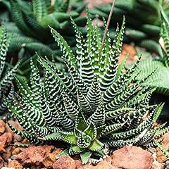 Haworthia big band for sale  Delivered anywhere in Ireland