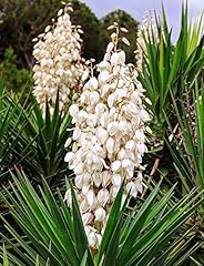 Yucca adam nadel gebraucht kaufen  Wird an jeden Ort in Deutschland