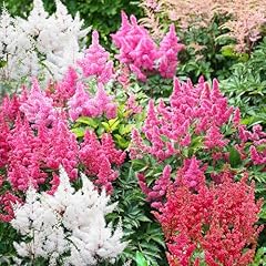 Collection astilbes vivaces d'occasion  Livré partout en Belgiqu