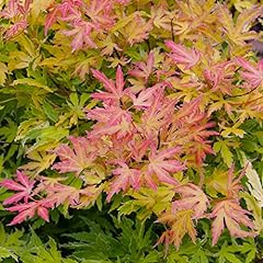 Acer metamorphosa japanese for sale  Delivered anywhere in UK