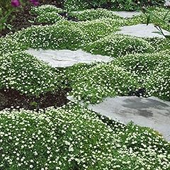 Outsidepride irish moss for sale  Delivered anywhere in USA 
