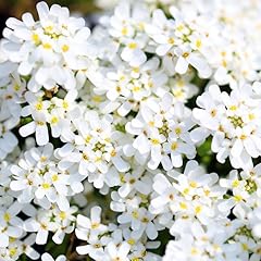 2000 perennial mixed for sale  Delivered anywhere in USA 