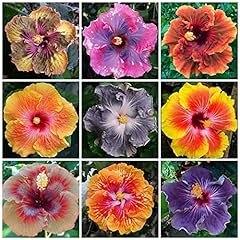 200 mixed hibiscus for sale  Delivered anywhere in USA 