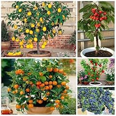 Mix dwarf bonsai for sale  Delivered anywhere in USA 